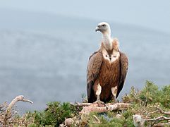 Gyps fulvus Ayódar