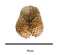 Hemigenia incana seed
