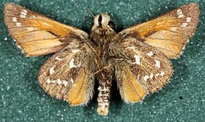 Archivo:Hesperia comma-mu
