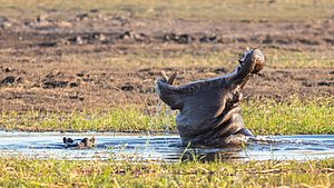 Archivo:Hipopótamos (Hippopotamus amphibius), parque nacional de Chobe, Botsuana, 2018-07-28, DD 79