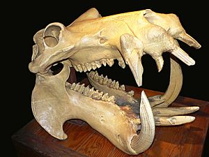 Archivo:Hippo skull dark