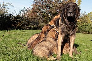 Archivo:Isolde et ses chiots, Leonberg