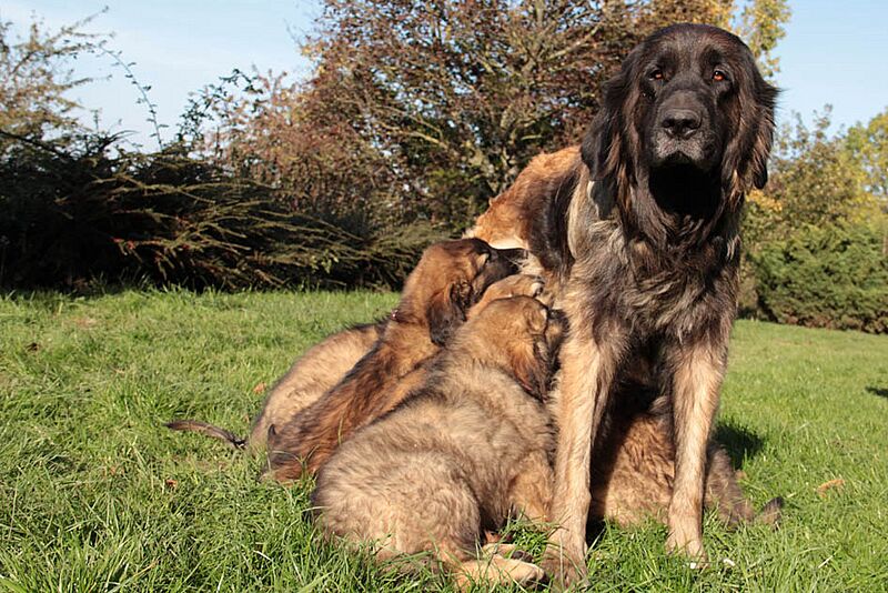 Isolde et ses chiots, Leonberg