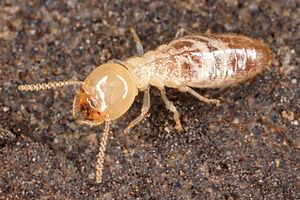 Archivo:Isoptera