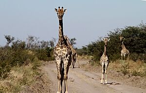 Archivo:Jirafas en el Parque Nacional Makdikgadi, Botswana