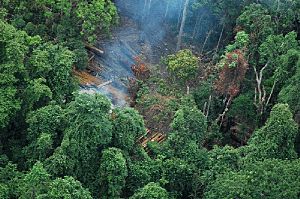 Archivo:Koh Kong logging