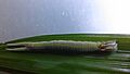 Larva de Opsiphanes cassina