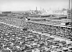 Archivo:Livestock chicago 1947