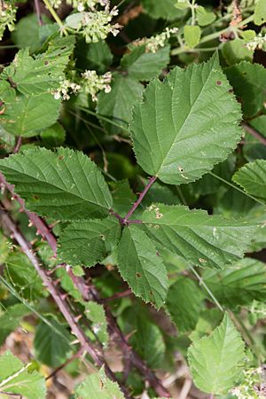 Archivo:Macchiabjörnbär (Rubus ulmifolius)-2975 - Flickr - Ragnhild & Neil Crawford