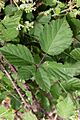 Macchiabjörnbär (Rubus ulmifolius)-2975 - Flickr - Ragnhild & Neil Crawford