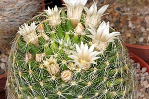 Mammillaria schiedeana dumetorum pm.JPG