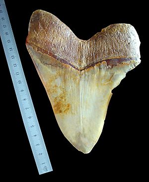 Archivo:Megalodon tooth ruler