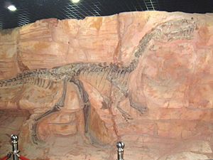Archivo:Monolophosaurus holotype at Paleozoological Museum of China