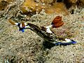 Nembrotha lineolata (Nudibranch)