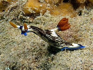 Archivo:Nembrotha lineolata (Nudibranch)
