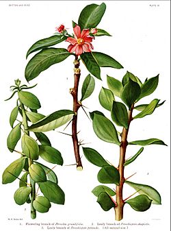 Pereskia0.jpg
