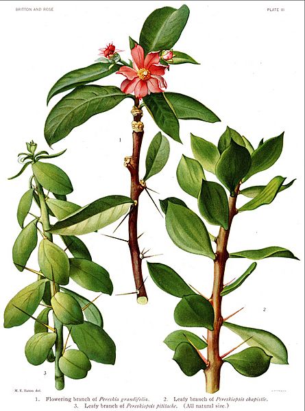 Pereskia0