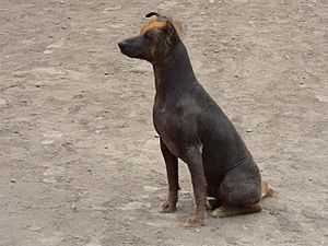 Archivo:Perro sin pelo del Perú