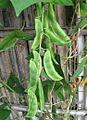 Phaseolus lunatus - pods (5564468089)