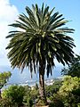 Phoenix canariensis ag