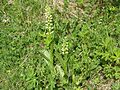 Platanthera hyperborea in East Iceland