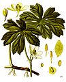 Podophyllum peltatum - Köhler–s Medizinal-Pflanzen-246