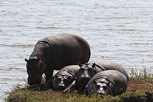 Archivo:Quatre hippopotames
