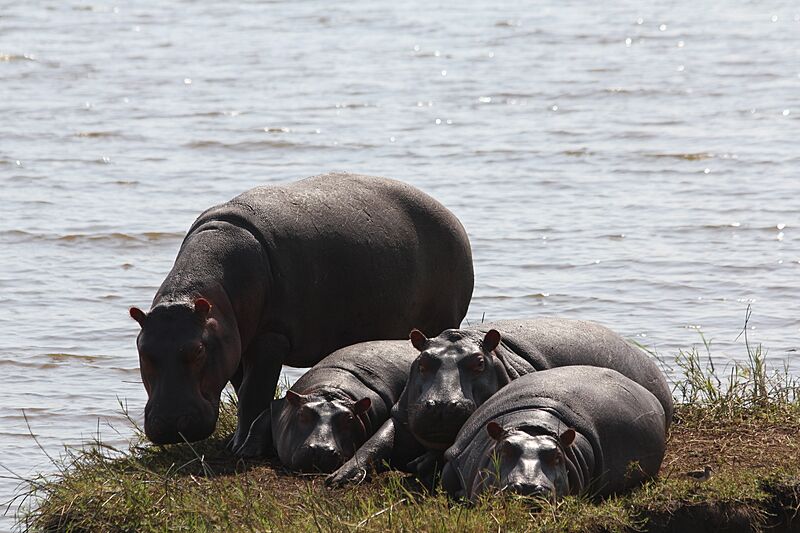 Quatre hippopotames