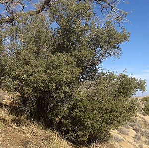 Archivo:Quercus turbinella Sonoran Scrub Oak 002