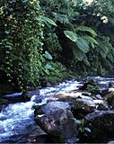 Riparian vegetation along the Río Jilamito - ZooKeys-298-077-g004A.jpg