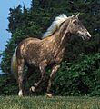 RockySilverhorse