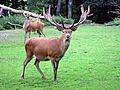 Rothirsch - Cervus elaphus - Dortmund-Zoo