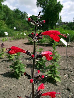 Archivo:Salvia coccinea 125