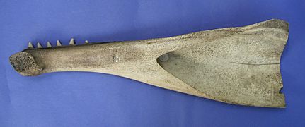 Scrimshaw, whale jaw (AM 1938.16-2)