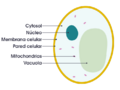 Simple diagram of yeast cell (es)