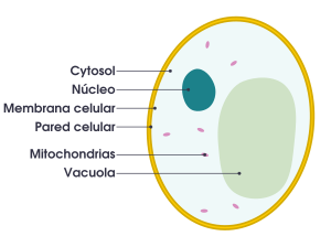 Archivo:Simple diagram of yeast cell (es)