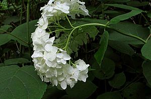 Archivo:Smooth Hydrangea (Hydrangea arborescens)