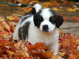 Archivo:St. Bernard puppy