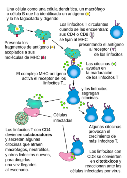 Archivo:T cell activation-es