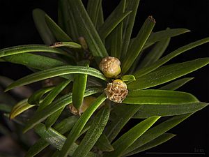 Archivo:Taxus baccata MHNT flowers male