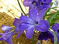 Tecophilaea cyanocrocus var. violacea (Liliaceae) flower