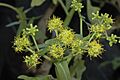 Thamnoseris lacerata – fleurs mâles