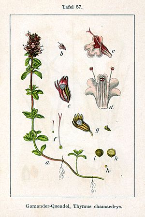 Archivo:Thymus serpyllum Sturm57