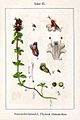 Thymus serpyllum Sturm57