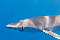 Tiburón azul (Prionace glauca), canal Fayal-Pico, islas Azores, Portugal, 2020-07-27, DD 14