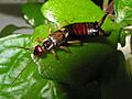Tijereta - Forficula auricularia (553075910)