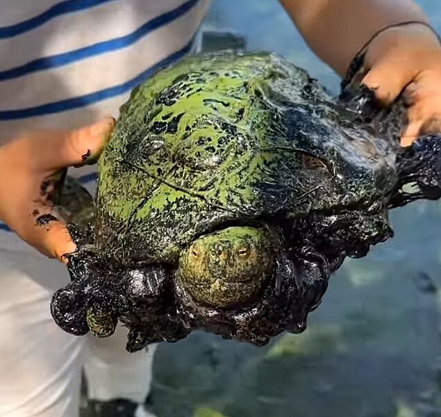 Tortuga contaminada con petróleo