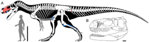 Archivo:Torvosaurus gurneyi