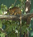 Tree-kangaroo-on-a-branch-facing