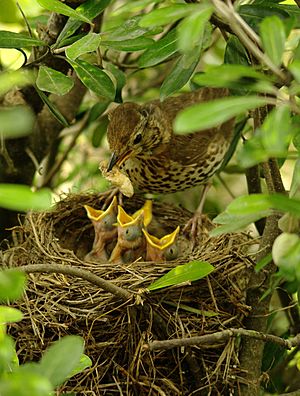 Archivo:Turdus philomelos -New Zealand -nest-8 (4)